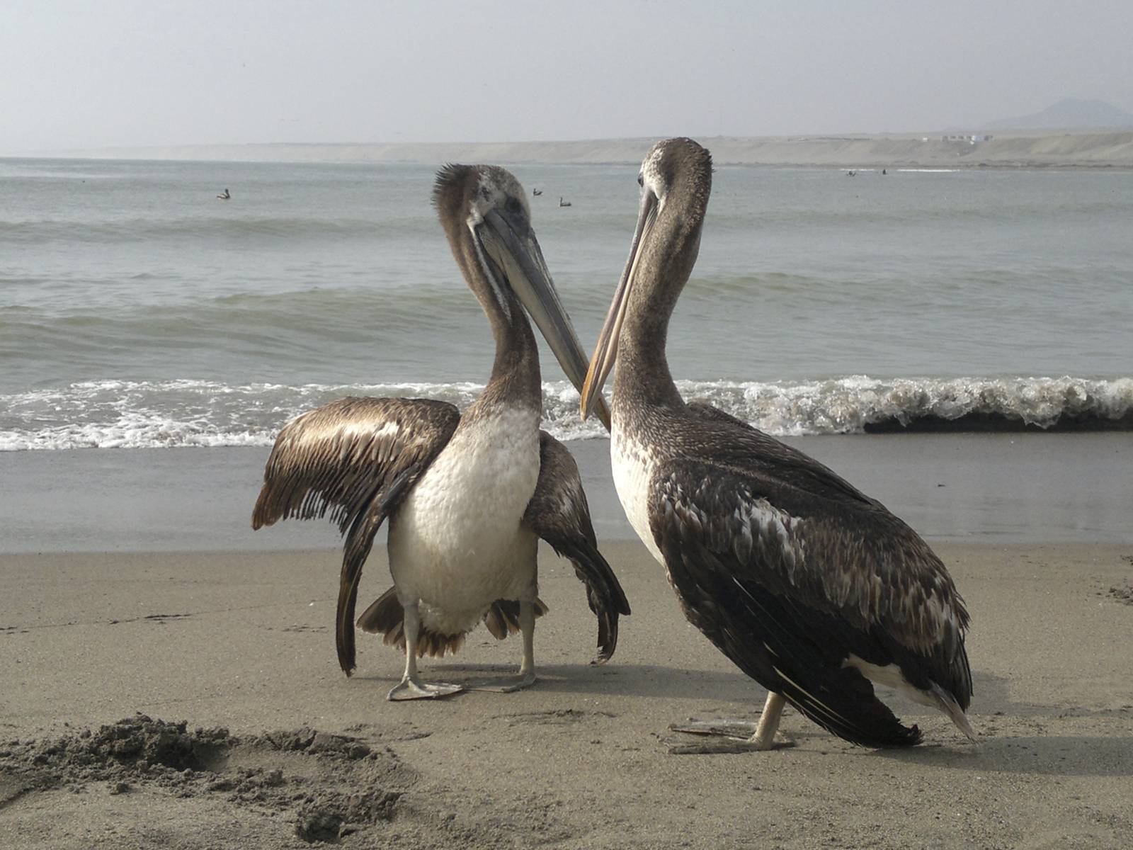 Peru-huanchaco-beach-pelicans-surf
